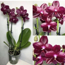 Phal. Sogo Relex 1661, квіти воскові дуже ароматні 6 см в розмірі 1.7 (торфстакан)