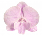 Phal. Vegan Sweet біг ліп квіти 11 см, довго квітне, в розмірі 1.7 (мох) УЦІНКА сліди переохолодження в дорозі