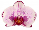 Phal. Velero квіти 11 см в розмірі 1.7 (мох) УЦІНКА після переохолодження в дорозі (підсохші плями на листах або зняті/відрізані листи)